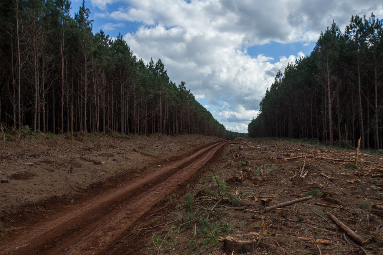Estrada corta plantação de pínus na acampamento Herdeiros da Terra. No local, Araupel faz a retirada da madeira (Foto: José Cícero da Silva/Agência Pública)