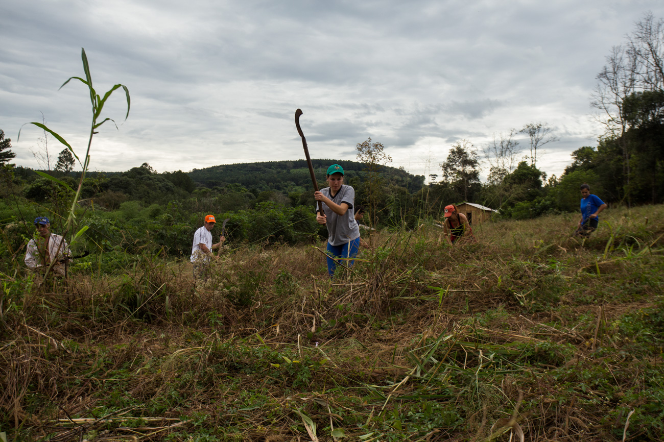 Moradores do acampamento Dom Tomás Balduíno limpando o mato para fazer uma roça coletiva (Foto: José Cícero da Silva/Agência Pública)