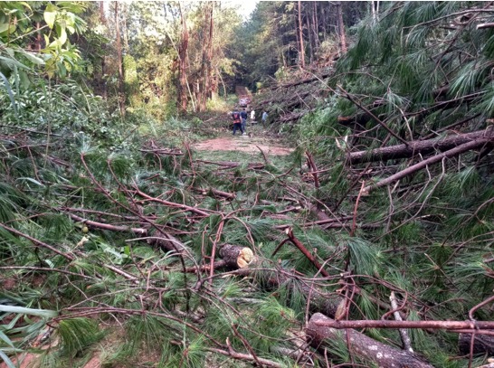 Obstrução da única estrada de acesso à comunidade quilombola pela queda dos pinus. Foto: Arquivo da comunidade