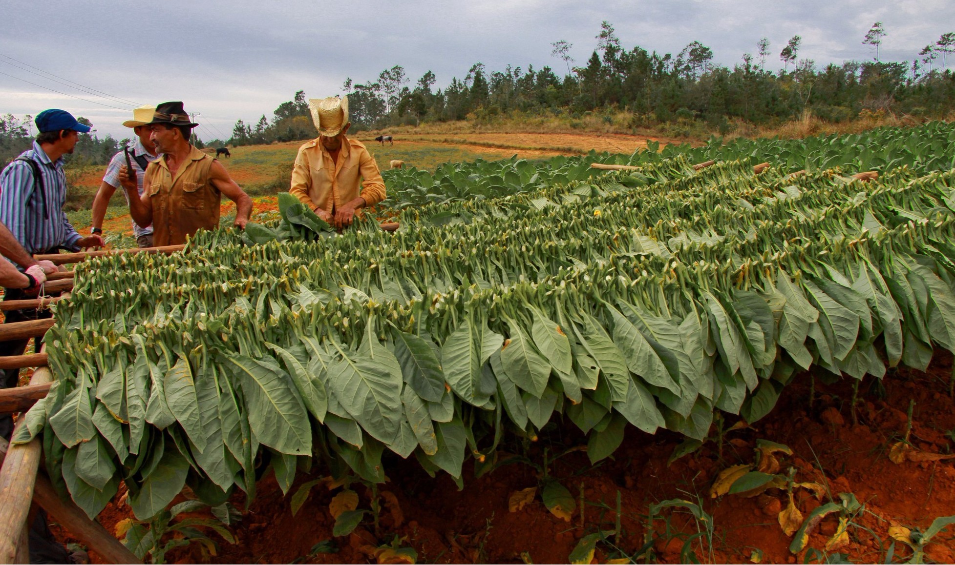 Tobacco growers
