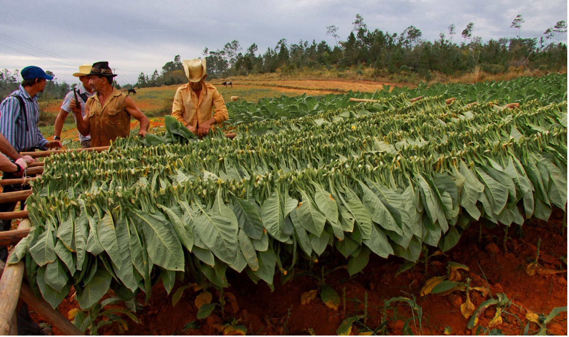 Productores de tabaco