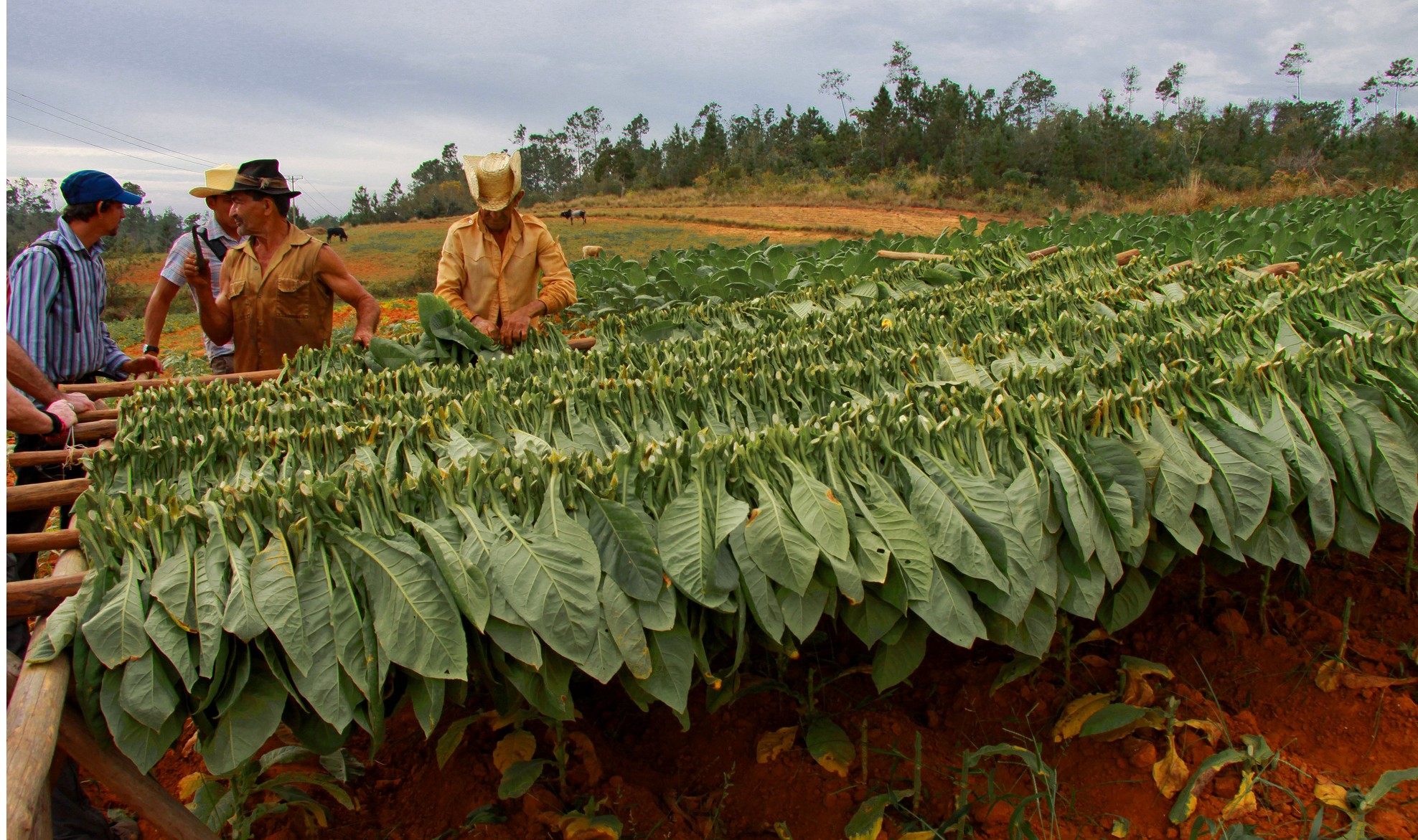 Fumicultores