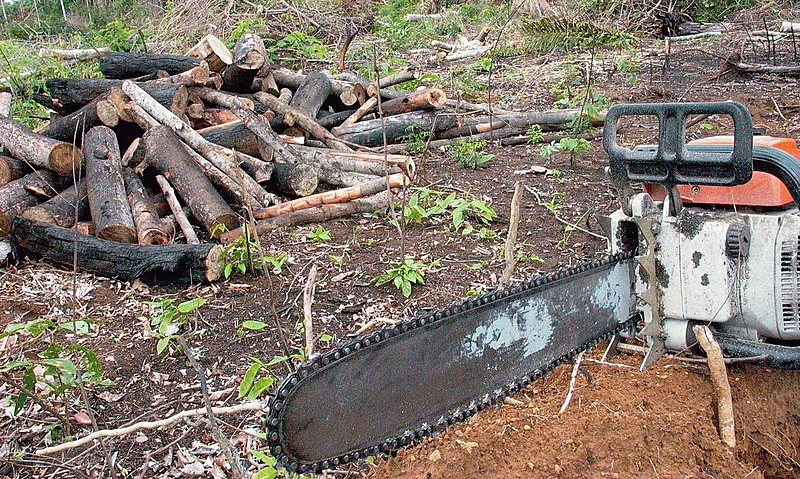 Com enfraquecimento do Plano de Ação para Prevenção e Controle do Desmatamento na Amazônia Legal, devastação da floresta atinge níveis históricos. / Foto: Wilson Dias/Agência Brasil