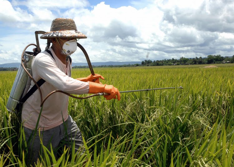 Foto Articulação Nacional de Agroecologia