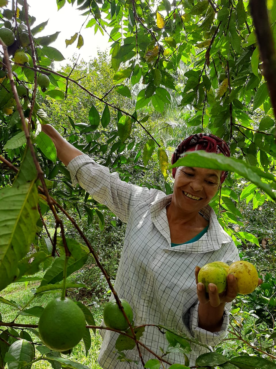 Com técnicas agroecológicas de manejo da terra e uso de sementes crioulas, a comunidade conseguiu resgatar espécies nativas. Na foto, Luzinete. Foto: Maria Francelino