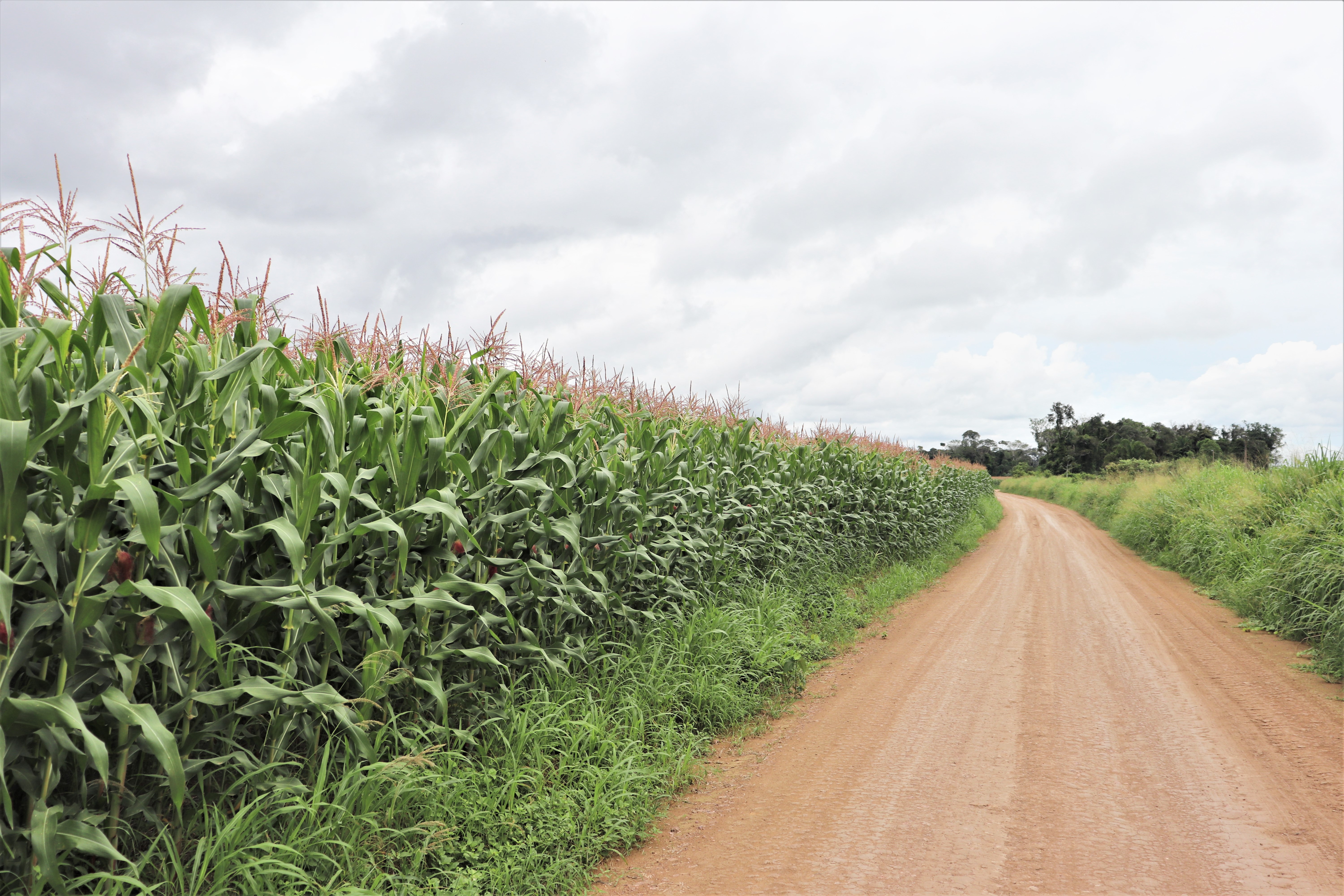 Plantação de soja dentro de território indígena localizado no planalto santareno (Foto: Terra de Direitos)