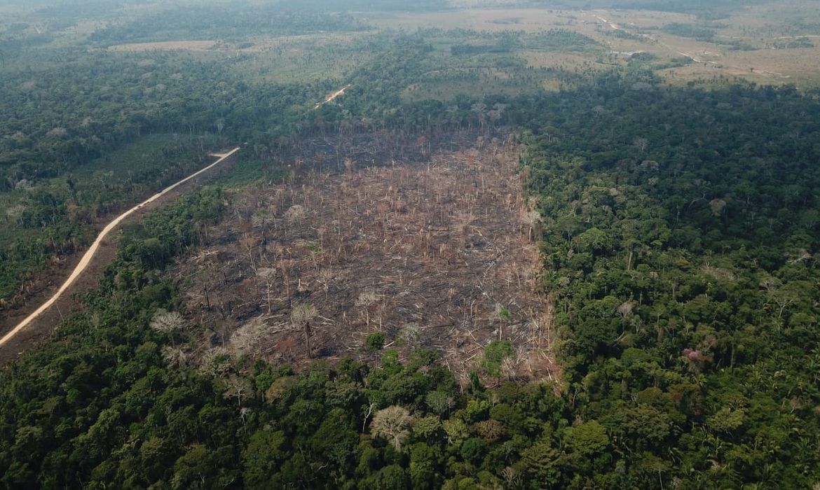 Foto: Operação Verde/CNAL