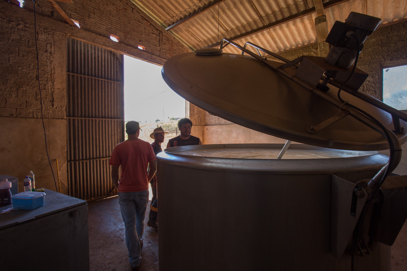 Em 2015, assentamentos do oeste do Paraná alcançaram a marca de 150 mil litros de leite produzidos por dia (Foto: José Cícero da Silva/Agência Pública)