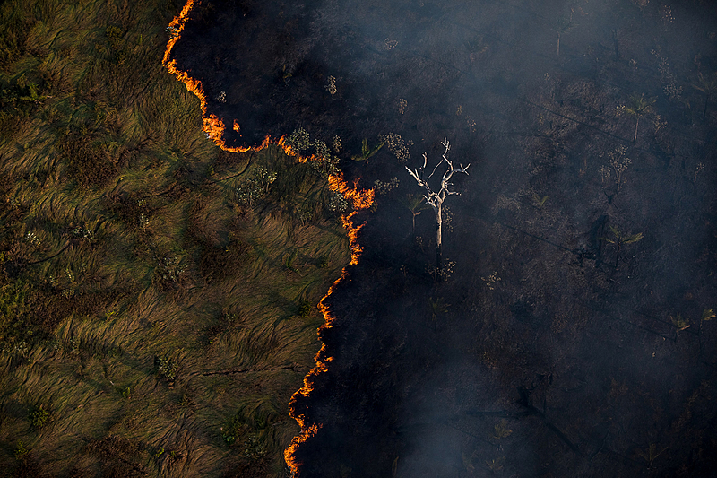 Apesar do alto orçamento destinado às forças armadas para proteção da Amazônia, desmatamento na região em agosto foi o maior dos últimos dez anos. (foto: Bruno Kelly/Amazônia Real)