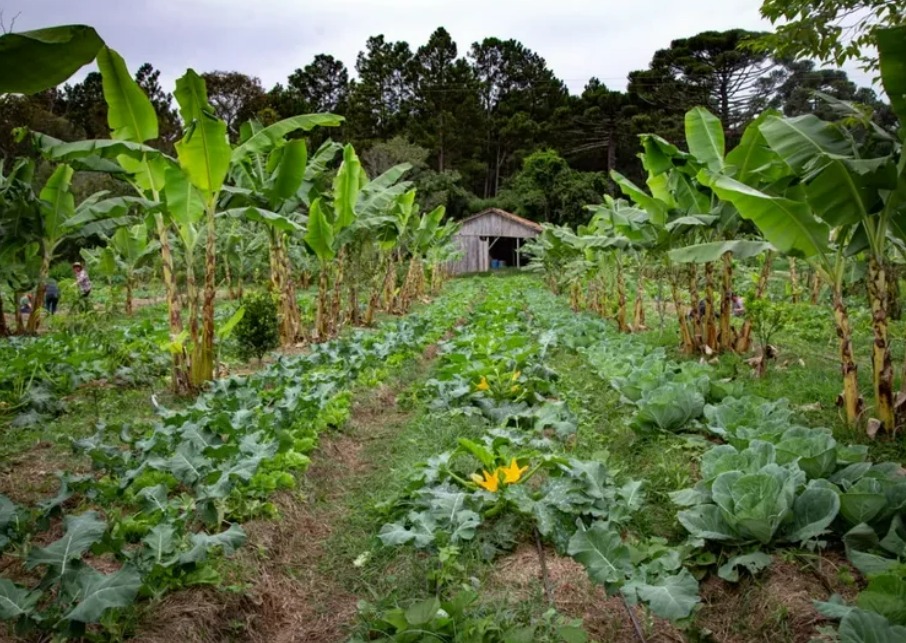 Agrofloresta da Escola Latino Americana de Agroecologia, no assentamento Contestado, na Lapa. Foto: Wellington Lenon