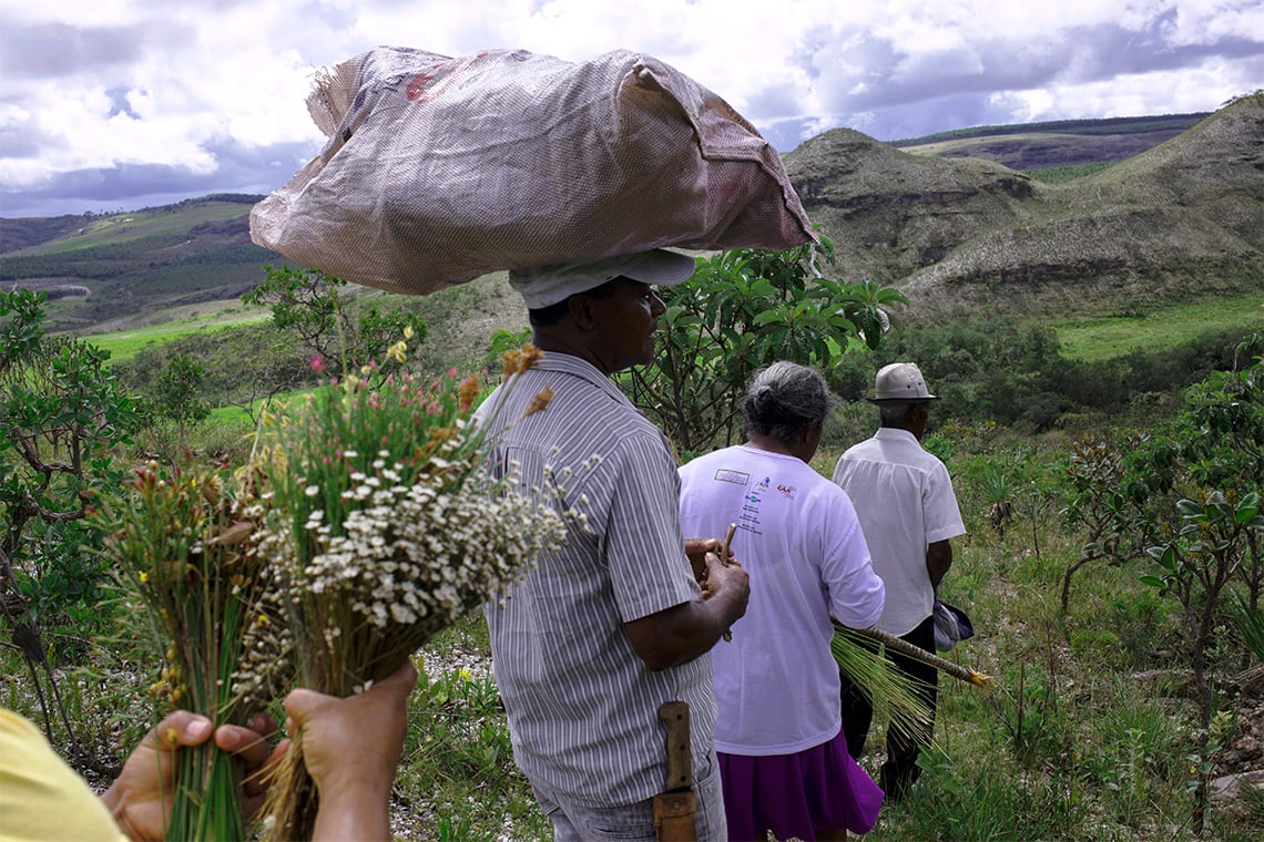 A panha de flores, prática tradicional centenária, tem sido criminalizada. Algumas comunidades tem tido acesso obstruído para a panha no Parque Estadual da Serra do Cabral. Foto: Valda Nogueira