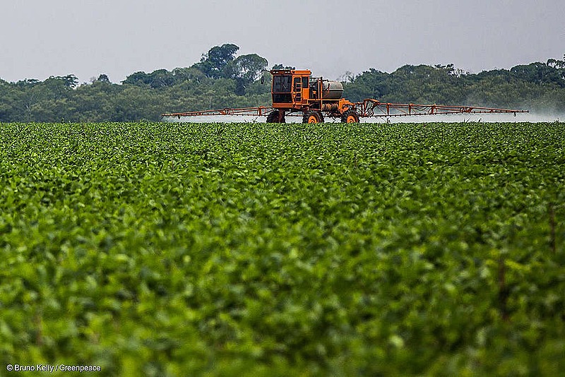 Foto: Bruno Kelly/Greenpeace