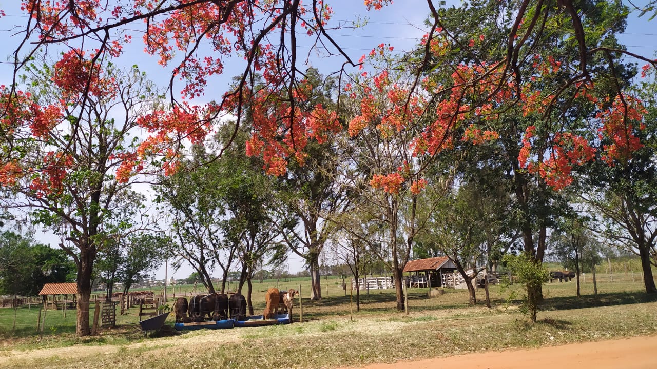 Assentamento produz, desde 2002, uma diversidade de alimentos sem agrotóxicos. Foto: Arquivo pessoal Daniela Bernadete Calza