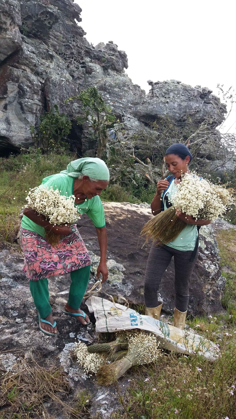 A prática de cultivo das flores é repassada de geração a geração. Foto: Codecex