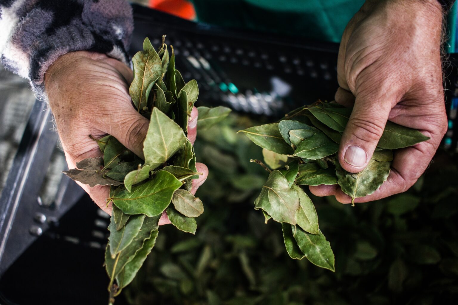 Brasil segue expondo intensamente os povos e comunidades tradicionais e seus saberes - Felipe de Souza/Pexels