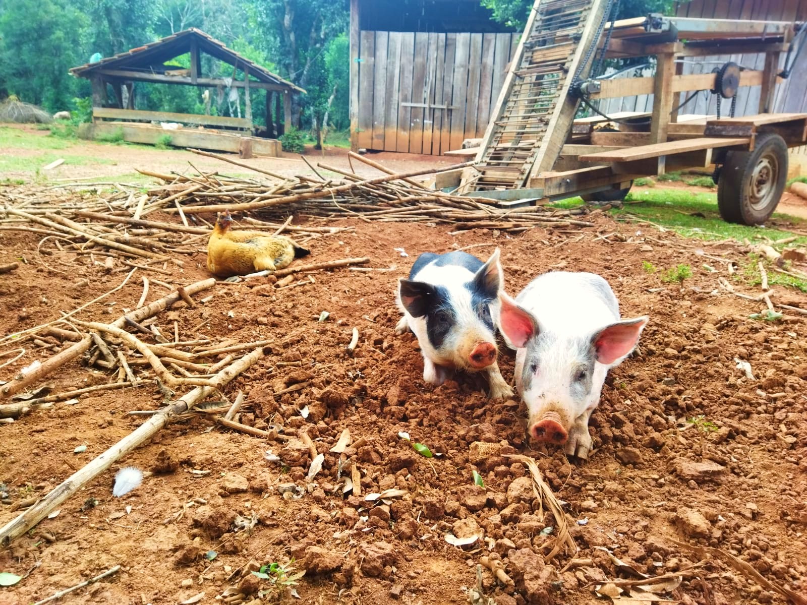 Uma das práticas tradicionais da comunidade faxinalense é a criação à solta dos animais em espaço coletivo. Foto: Terra de Direitos