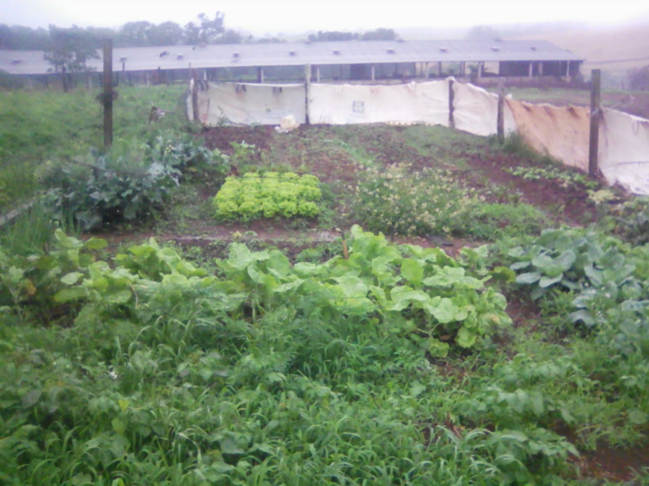 Produção de alimentos pelas familias quilombolas. Foto Jano Marques