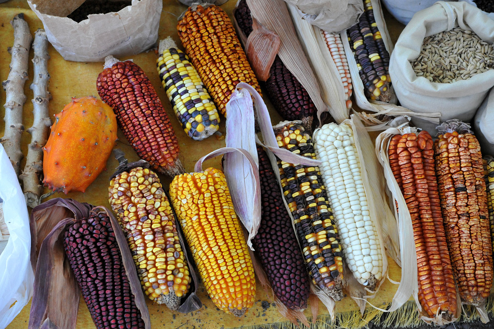 Espigas de milho com sementes, na Feira de Trocas de Sementes Crioulas. Foto: Cecília Bastos/USP Imagens